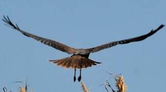 Western Marsh Harrier