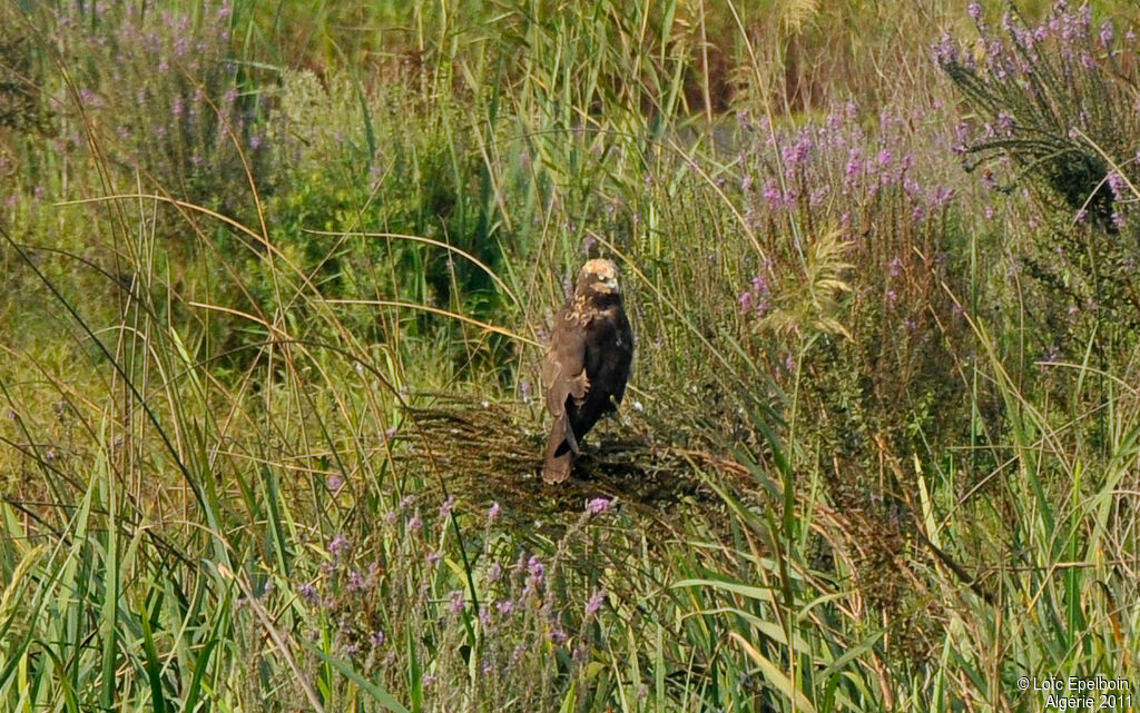 Western Marsh Harrier