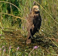 Western Marsh Harrier