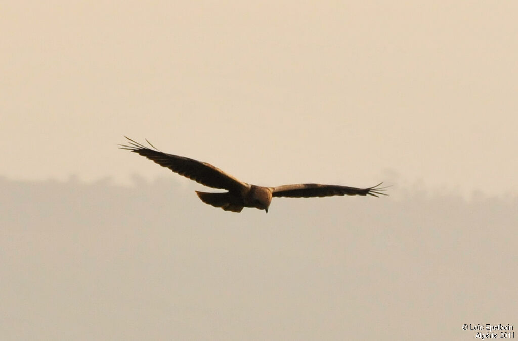 Western Marsh Harrier