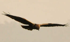 Western Marsh Harrier