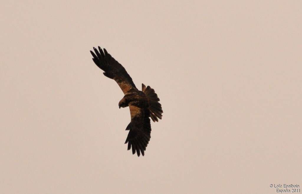 Western Marsh Harrier