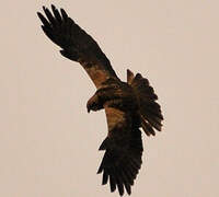 Western Marsh Harrier