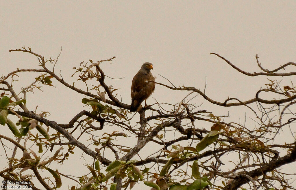 Rufous-winged Buzzard