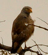 Rufous-winged Buzzard