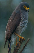 Roadside Hawk