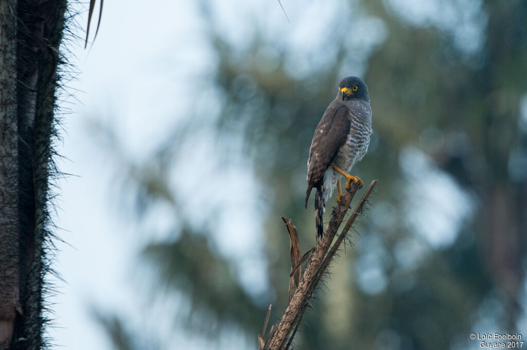 Roadside Hawk