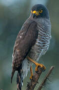 Roadside Hawk