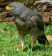 Roadside Hawk