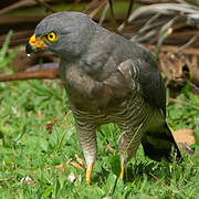 Roadside Hawk