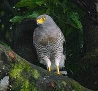 Roadside Hawk