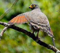 Roadside Hawk