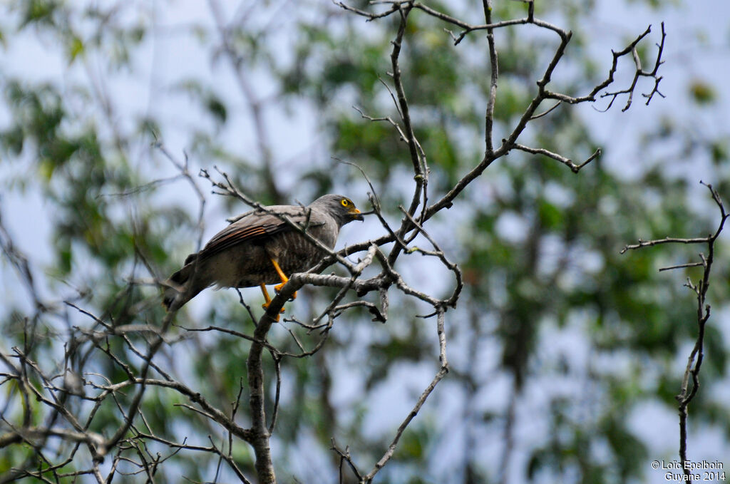 Roadside Hawk