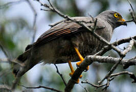 Roadside Hawk