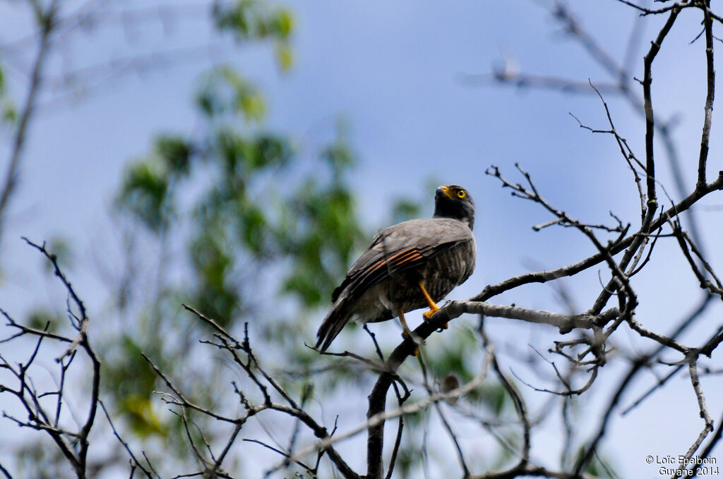 Roadside Hawk