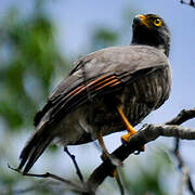 Roadside Hawk