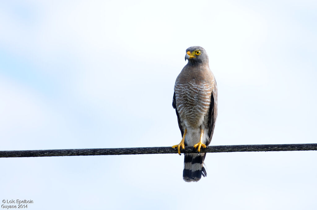 Roadside Hawk