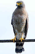 Roadside Hawk