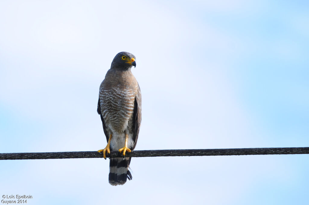 Roadside Hawk