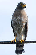 Roadside Hawk