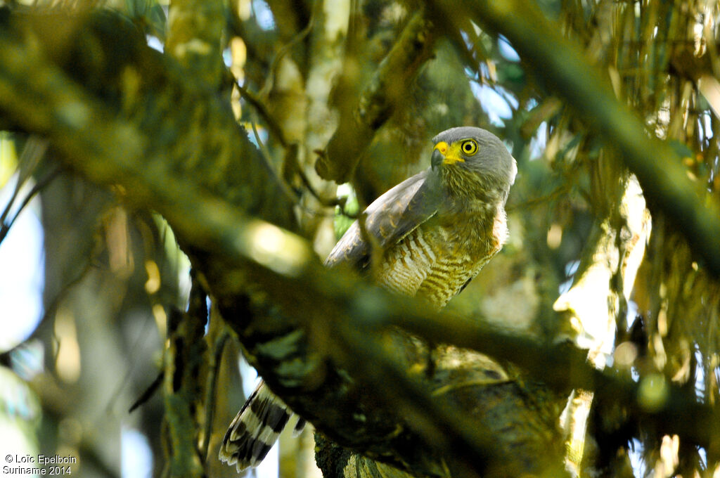 Roadside Hawk