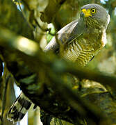 Roadside Hawk