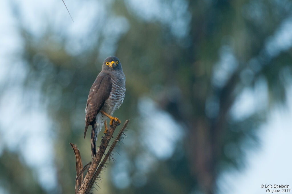 Roadside Hawk