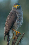 Roadside Hawk