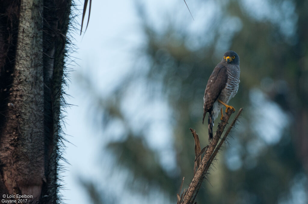 Roadside Hawk