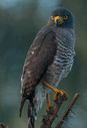 Roadside Hawk