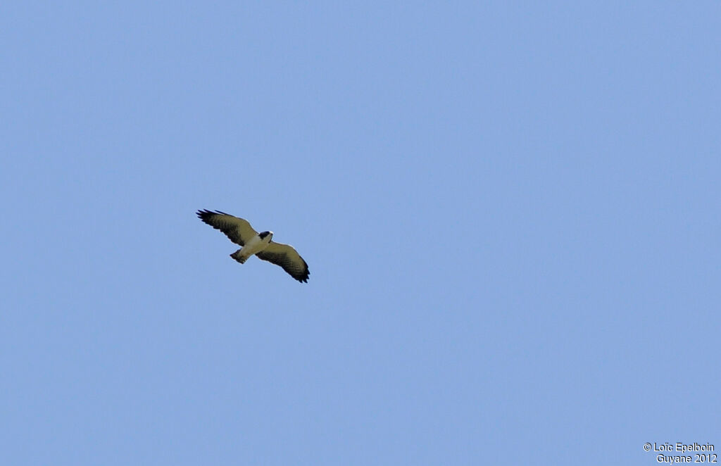 Short-tailed Hawk