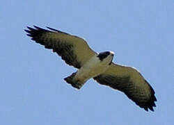 Short-tailed Hawk