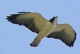 Short-tailed Hawk