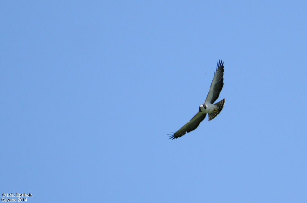 Short-tailed Hawk