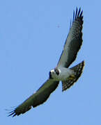 Short-tailed Hawk