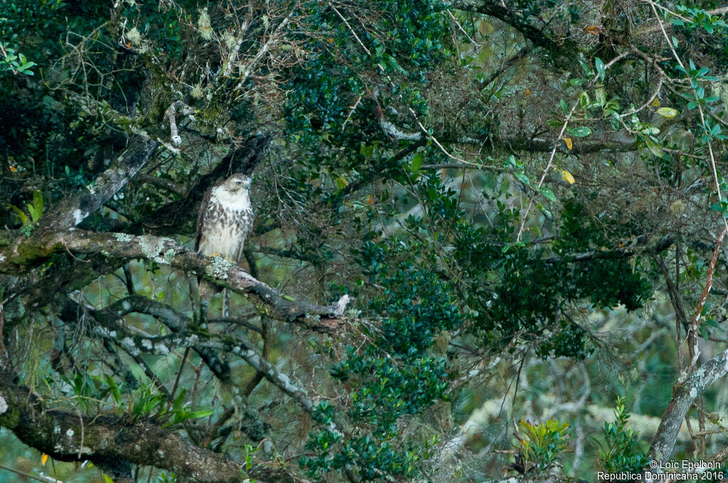 Red-tailed Hawk