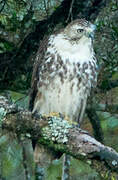 Red-tailed Hawk