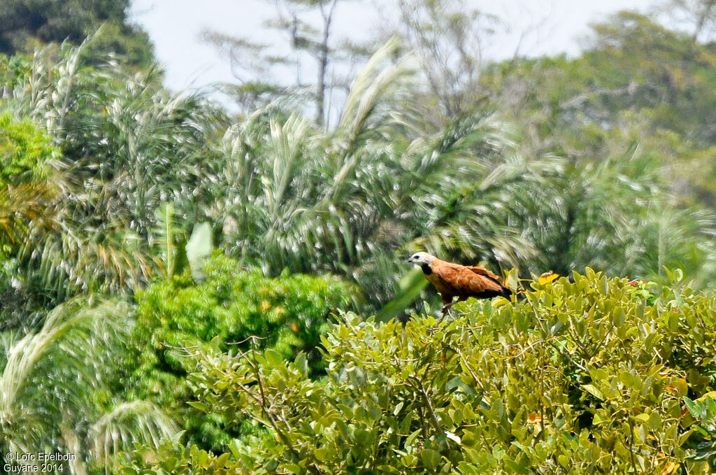 Black-collared Hawk