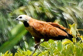 Black-collared Hawk