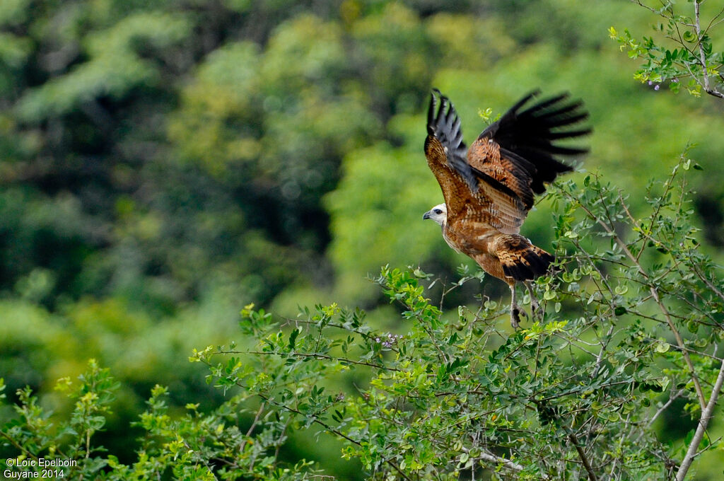 Black-collared Hawk