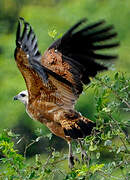 Black-collared Hawk