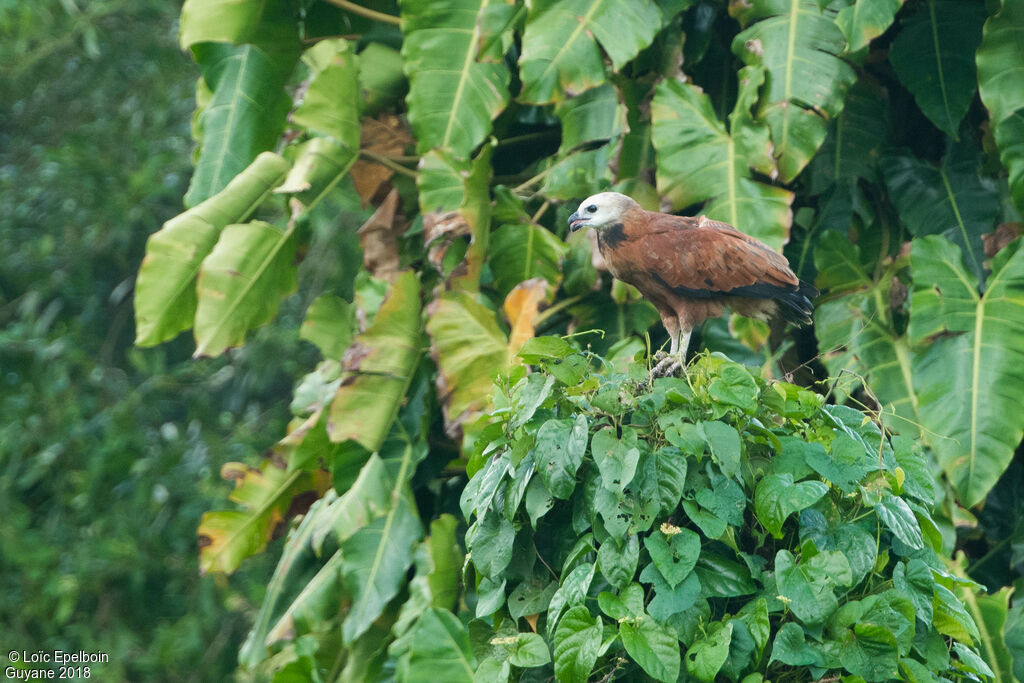 Black-collared Hawk