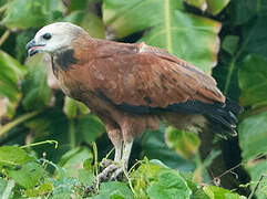 Black-collared Hawk