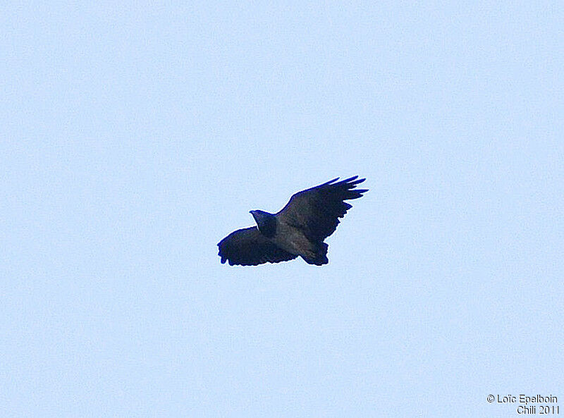 Black-chested Buzzard-Eagle