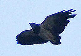 Black-chested Buzzard-Eagle