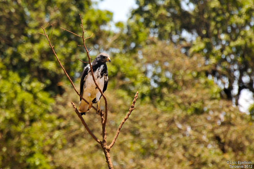 Augur Buzzard