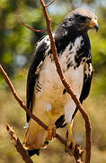 Augur Buzzard