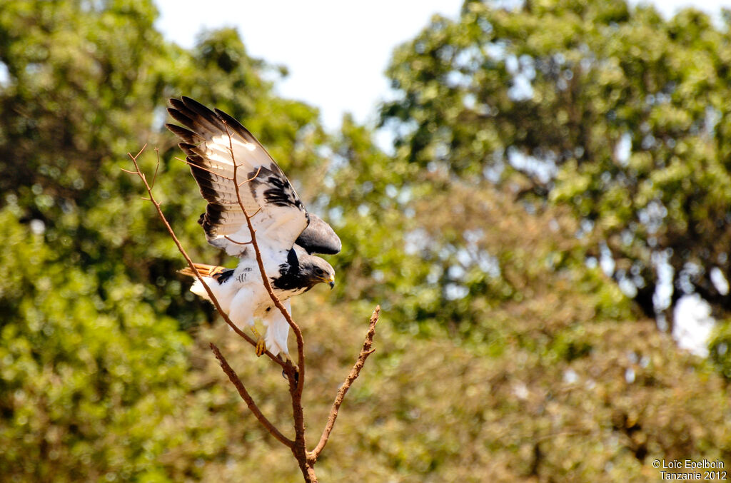 Augur Buzzard