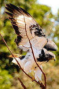 Augur Buzzard