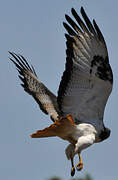 Augur Buzzard